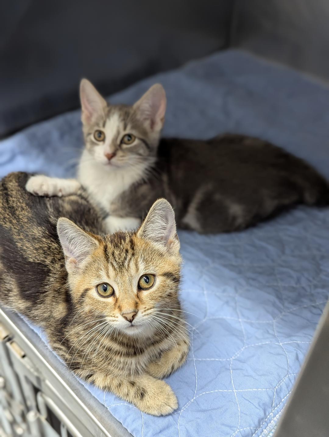 Danno  BONDED TO DABBNEY