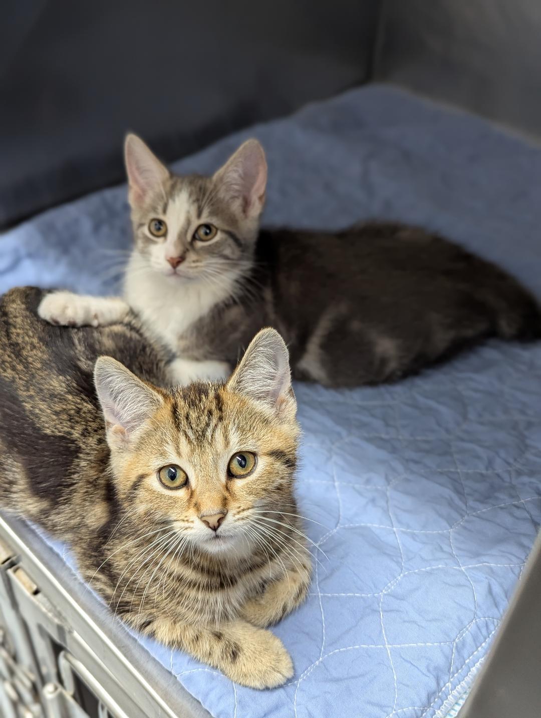 Danno  BONDED TO DABBNEY