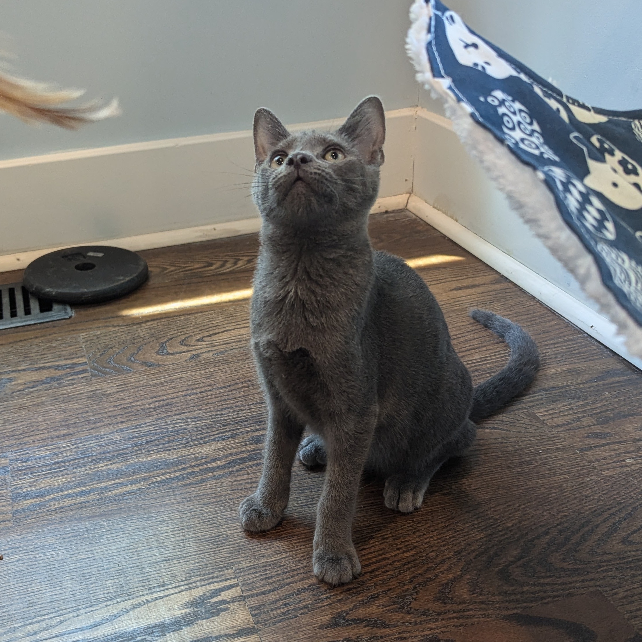 Enlarge Cardinal, a Adopted Russian Blue in Richmond, VA image 3/3