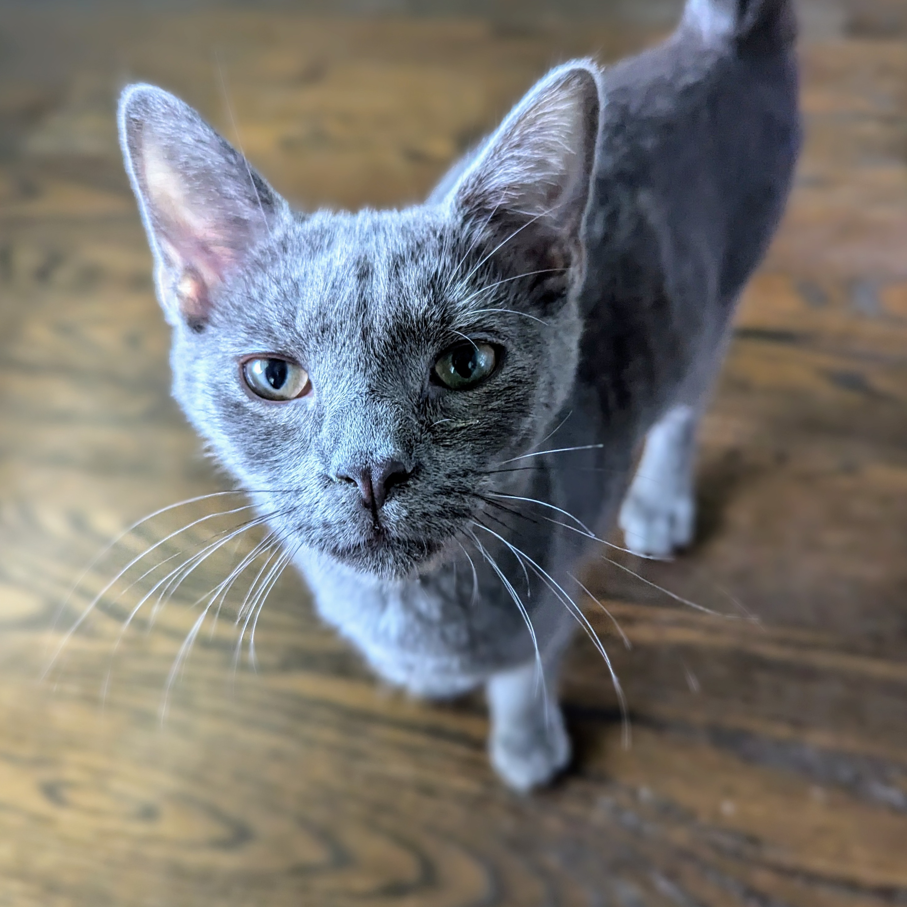 Enlarge Cardinal, a Adopted Russian Blue in Richmond, VA image 2/3