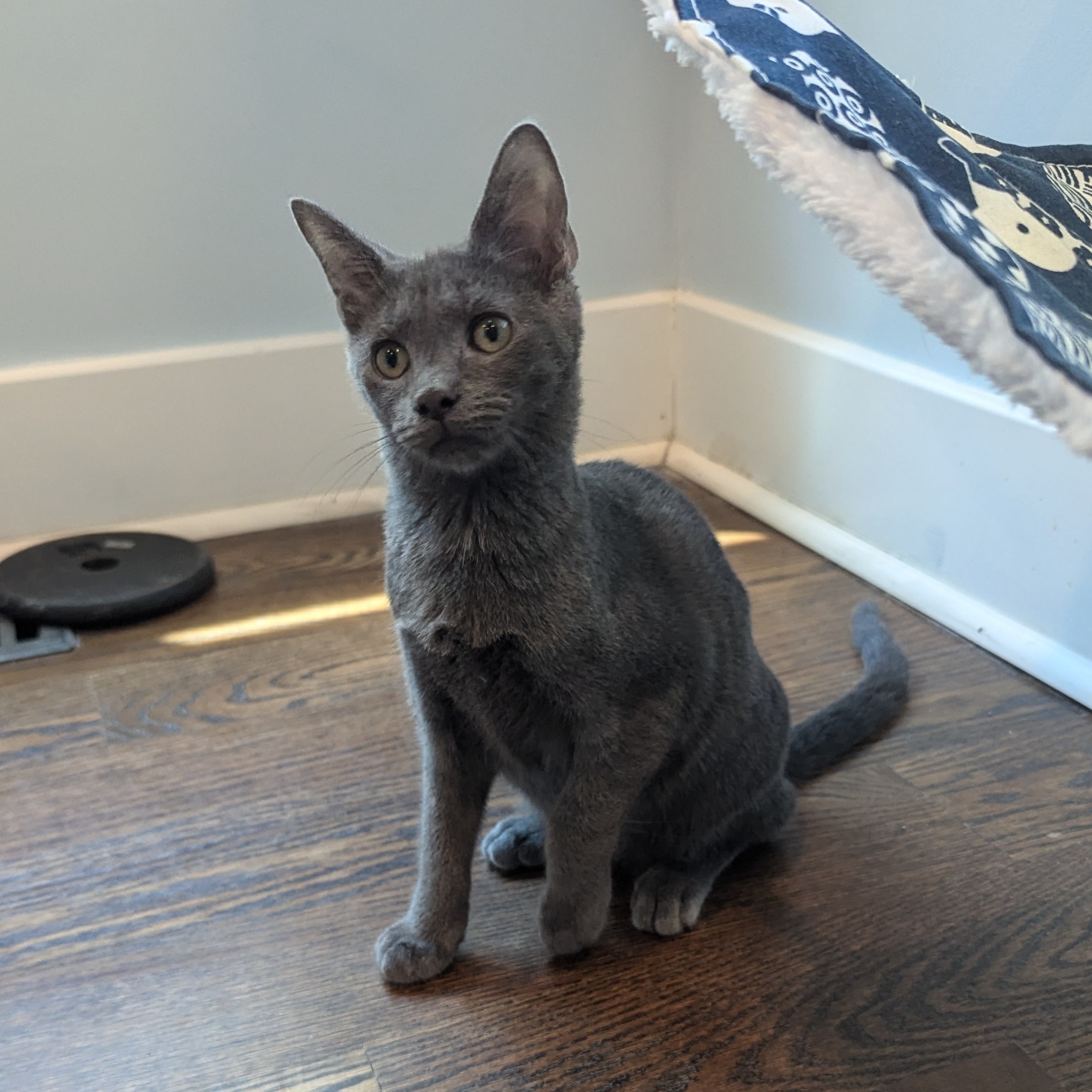 Cardinal, Adopted, Kitten Male Russian Blue.