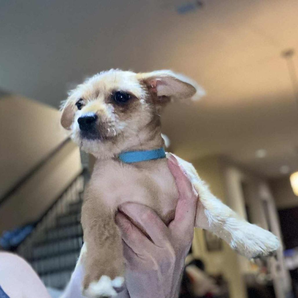 Hayes, a Adoptable Chihuahua in Katy, TX image 1/6