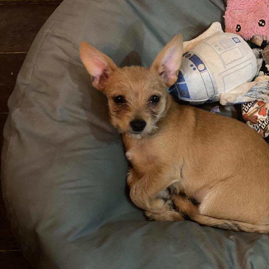 Hayes, a Adoptable Chihuahua in Katy, TX image 2/6