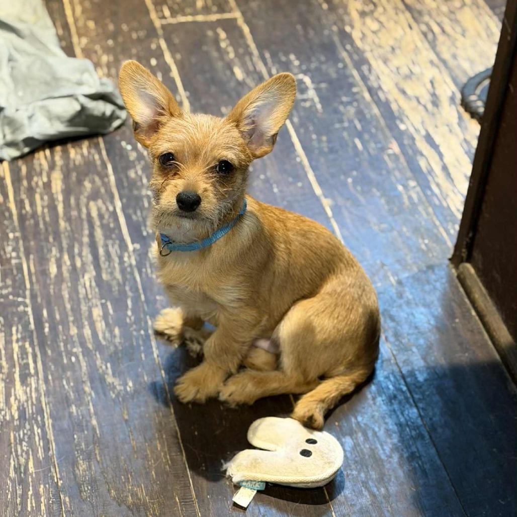 Hayes, a Adoptable Chihuahua in Katy, TX image 3/6