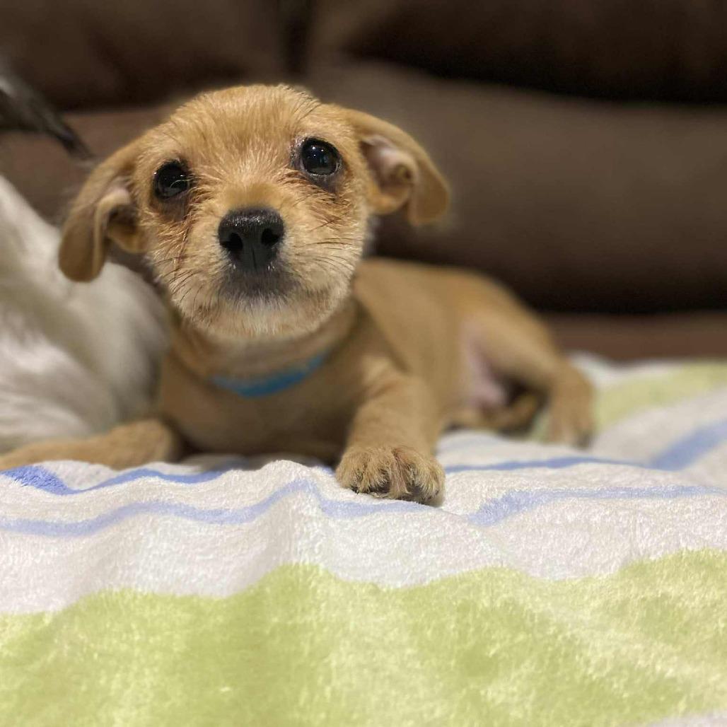 Hayes, a Adoptable Chihuahua in Katy, TX image 4/6