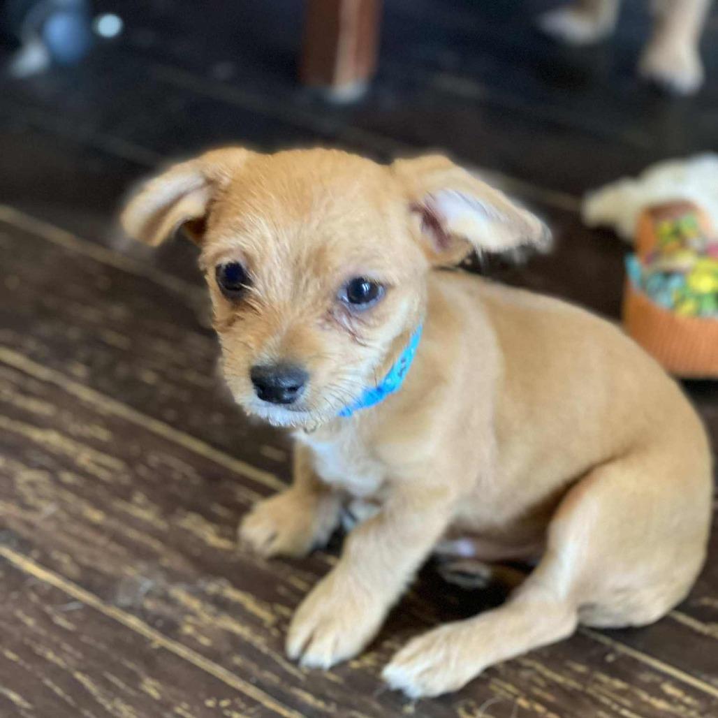 Hayes, a Adoptable Chihuahua in Katy, TX image 5/6