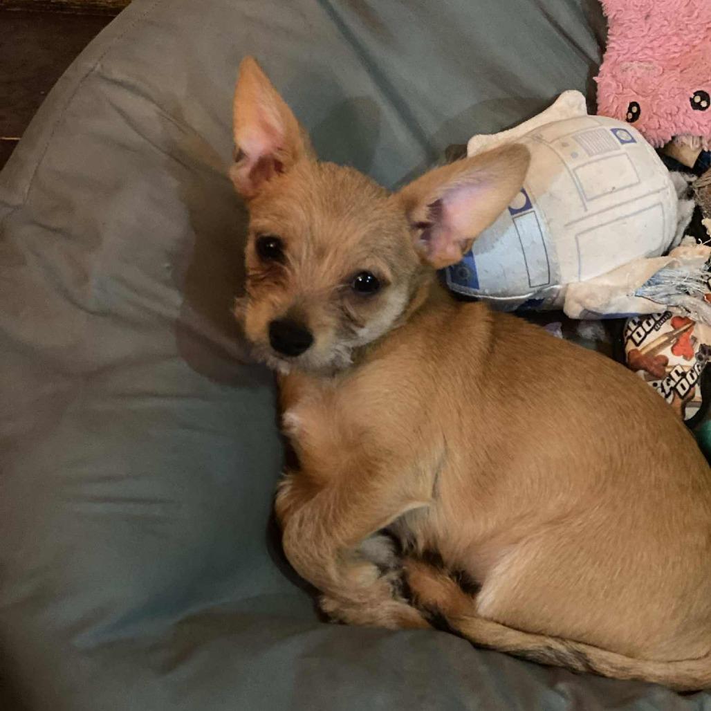 Hayes, a Adoptable Chihuahua in Katy, TX image 6/6