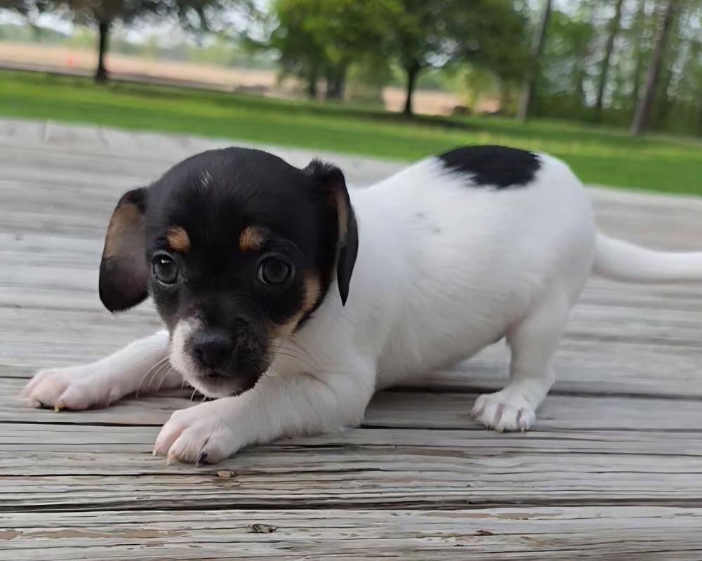 Ginny, a Adoptable Chihuahua in Oakland, MI image 2/3