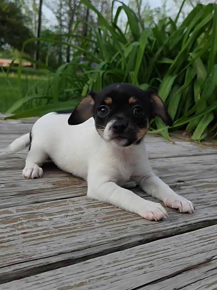 Ginny, a Adoptable Chihuahua in Oakland, MI image 3/3