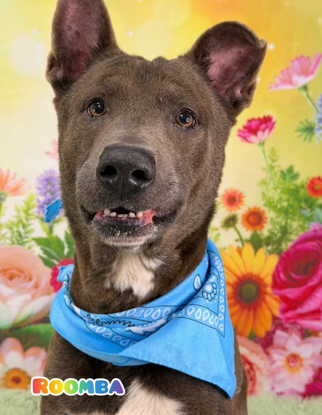 Enlarge Roomba, a ADOPTABLE Mixed Breed in Flint, MI image 1/1