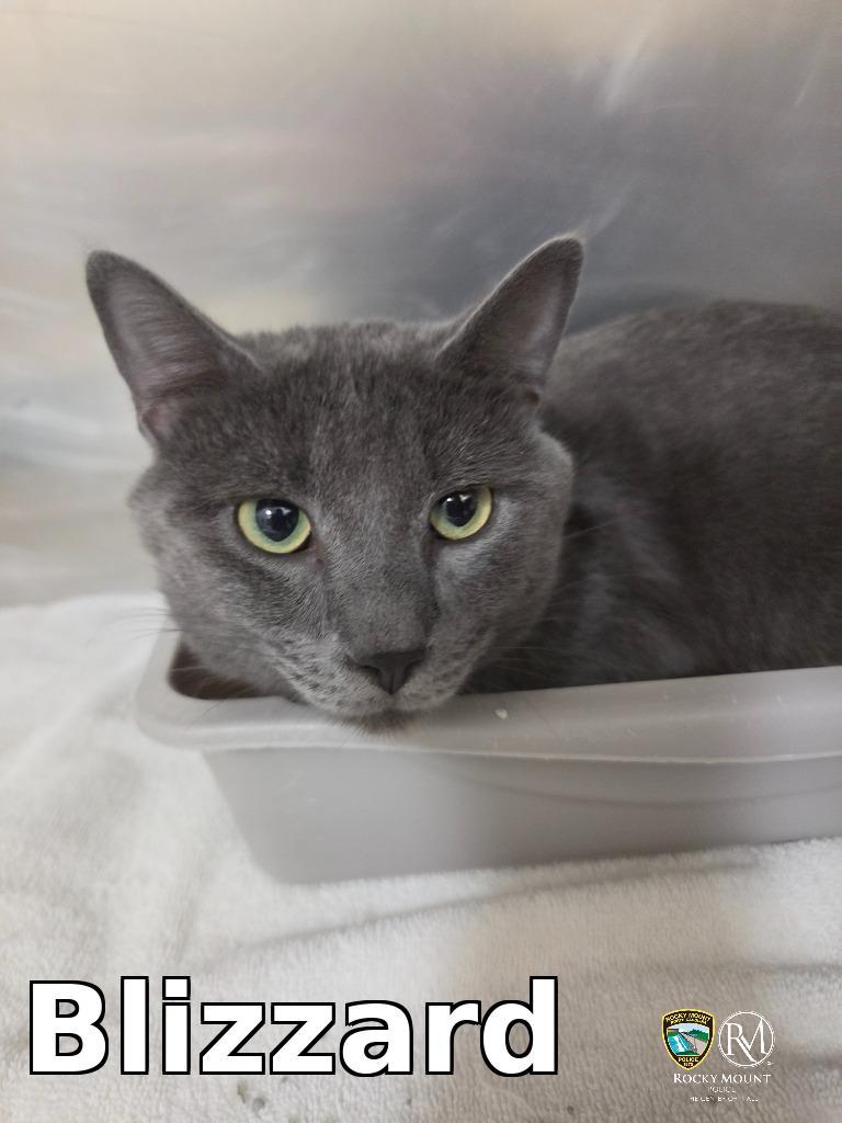 Blizzard, Adoptable, Young Male Domestic Short Hair.
