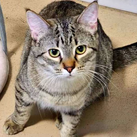Tilly, an adoptable Domestic Short Hair in Lincoln, IL, 62656 | Photo Image 4