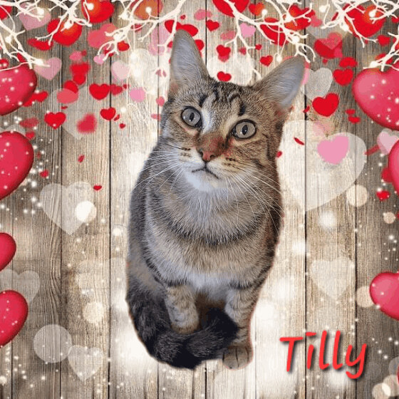 Tilly, an adoptable Domestic Short Hair in Lincoln, IL, 62656 | Photo Image 3