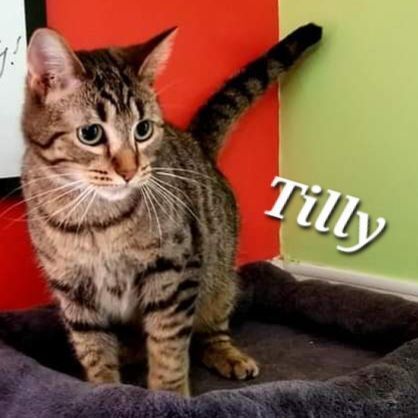 Tilly, an adoptable Domestic Short Hair in Lincoln, IL, 62656 | Photo Image 2
