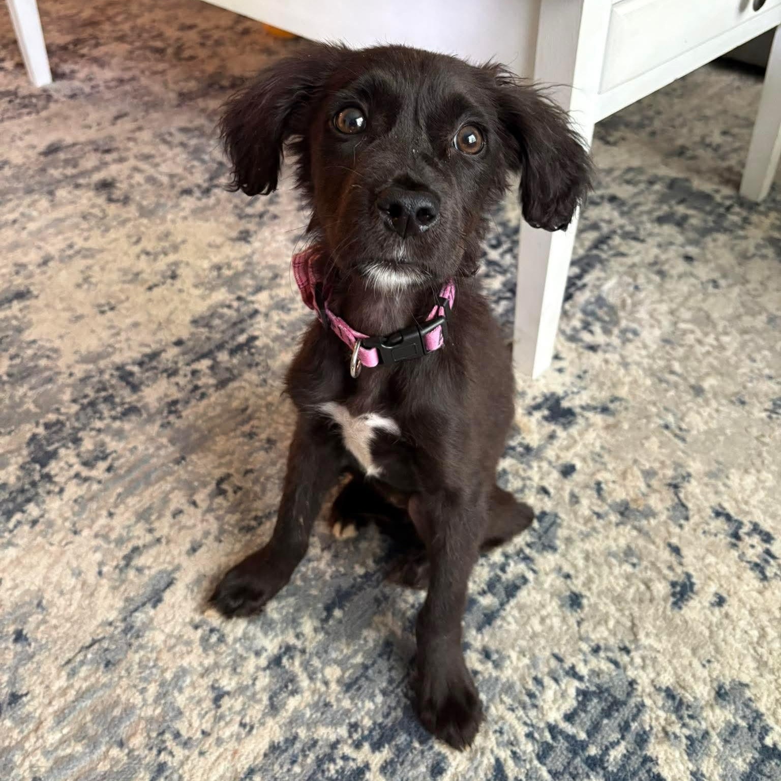 Shadow, ADOPTABLE, Puppy Female Boykin Spaniel & Labrador Retriever.