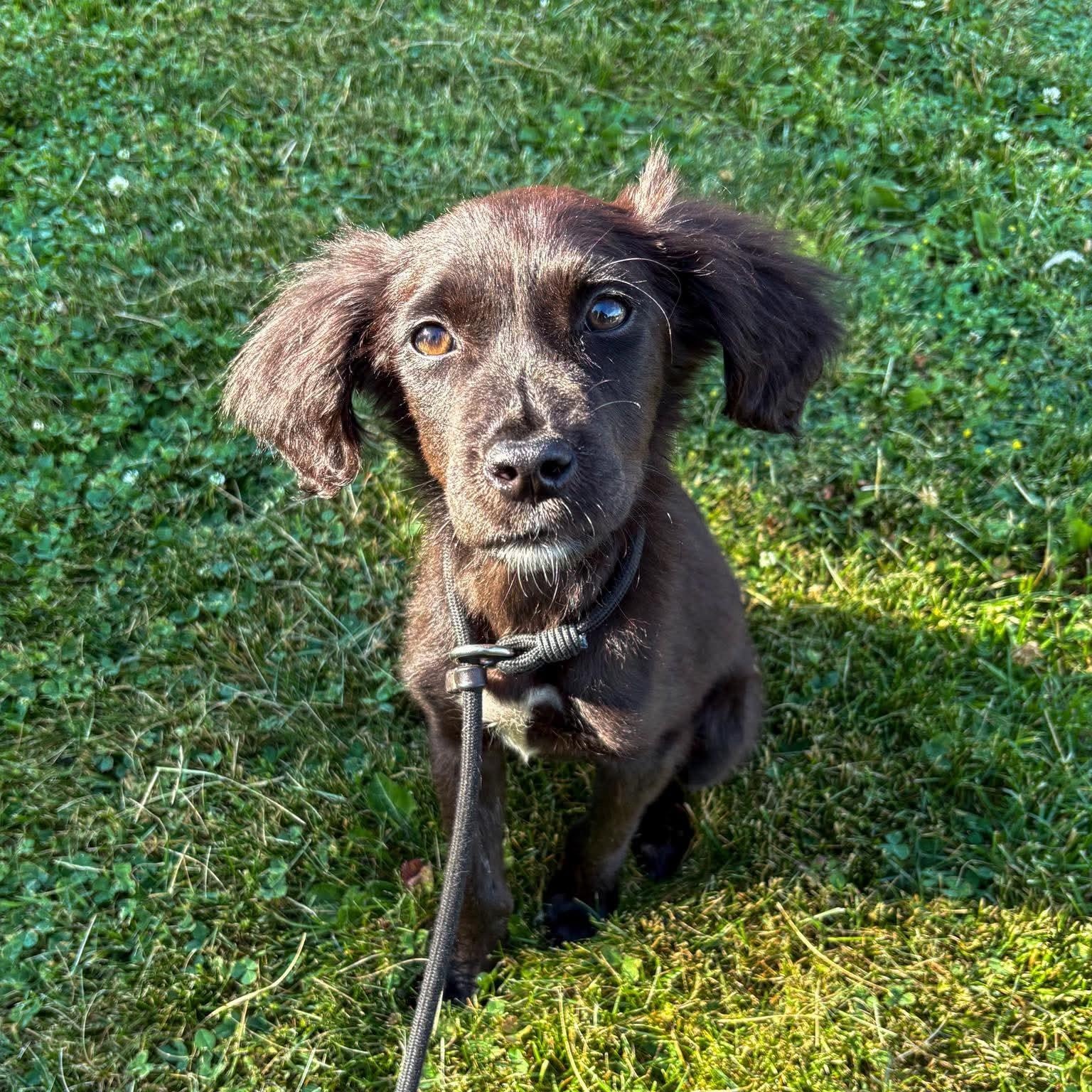 Shadow, a ADOPTABLE mixed breed in Bethlehem, PA image 2/6