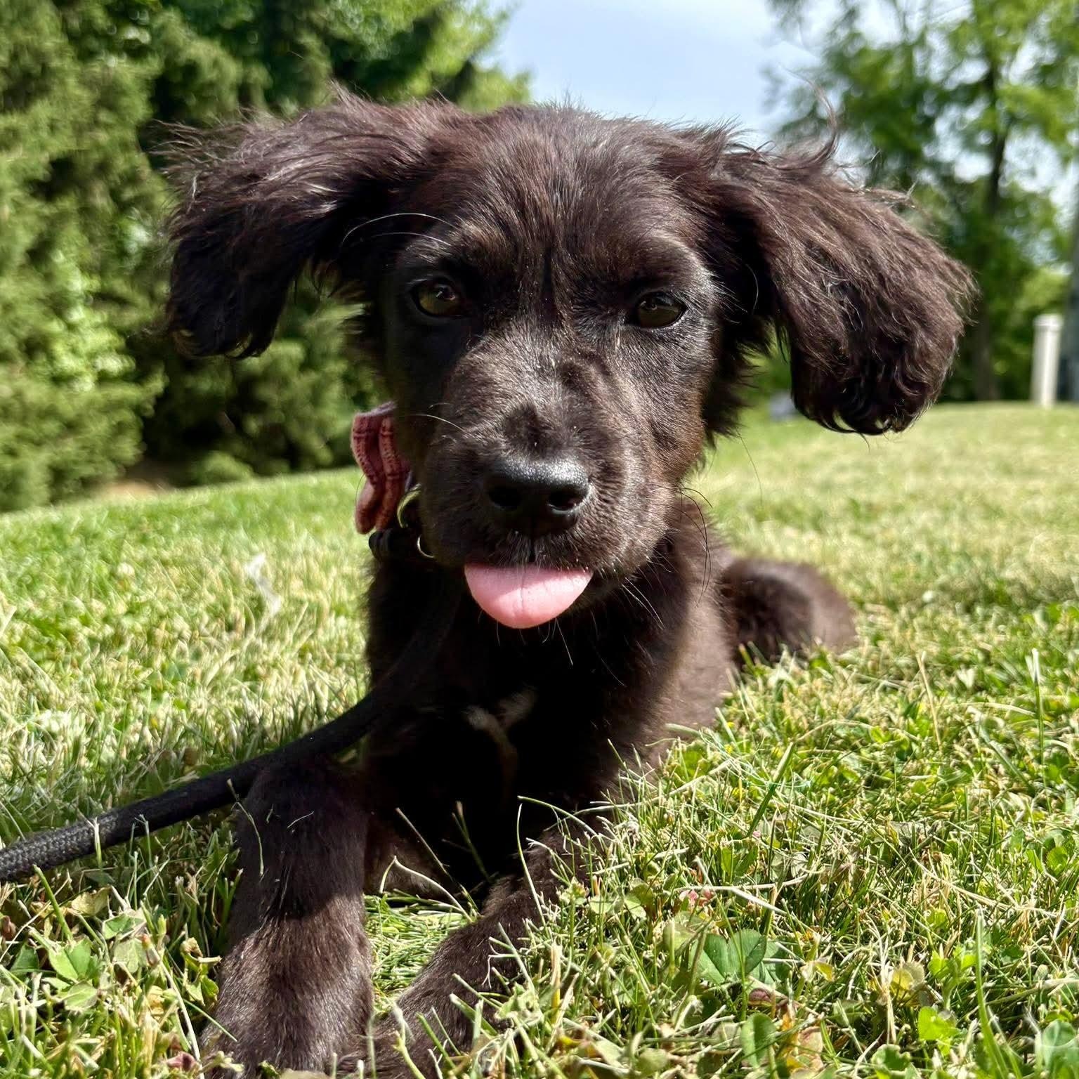 Shadow, a ADOPTABLE mixed breed in Bethlehem, PA image 4/6