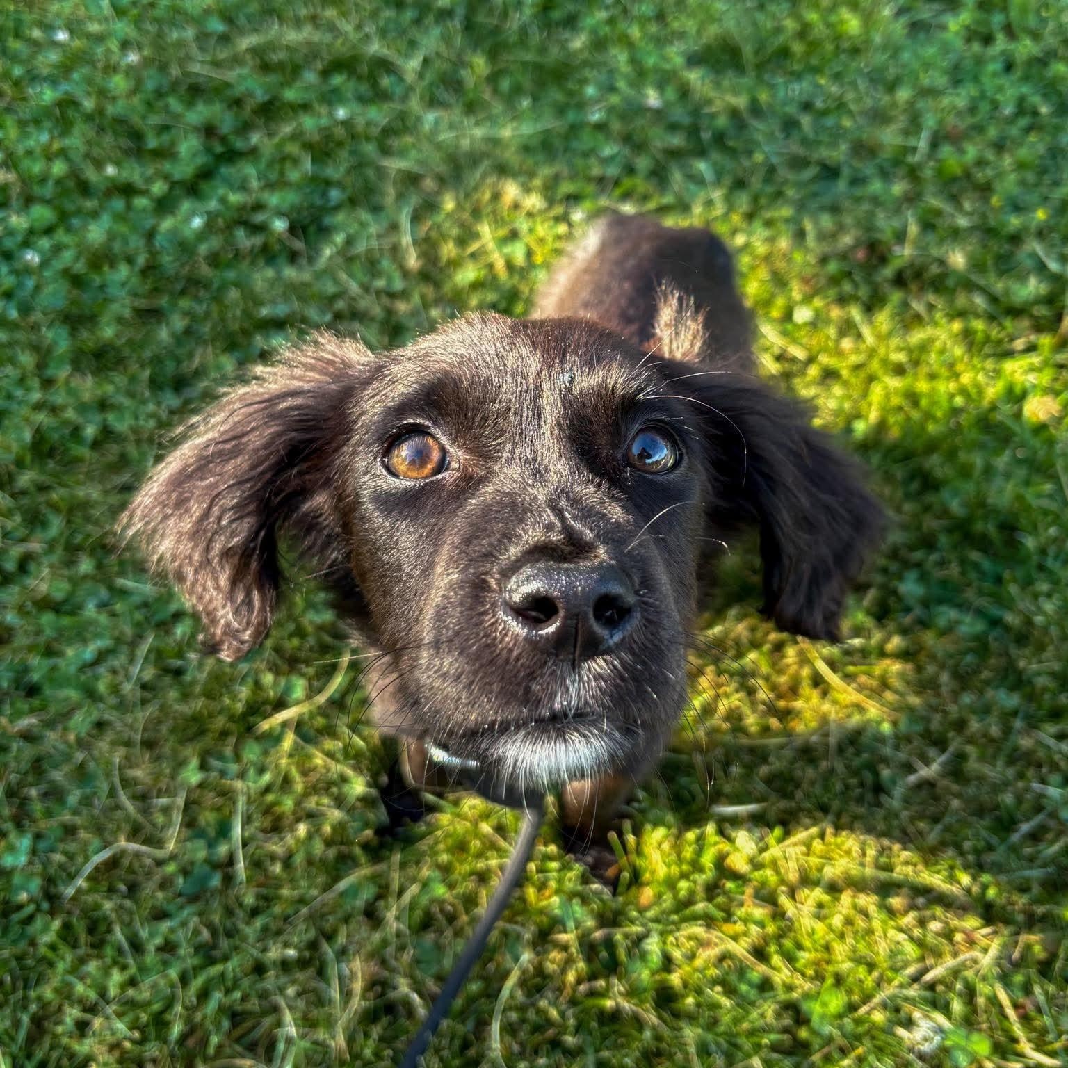 Shadow, a ADOPTABLE mixed breed in Bethlehem, PA image 6/6