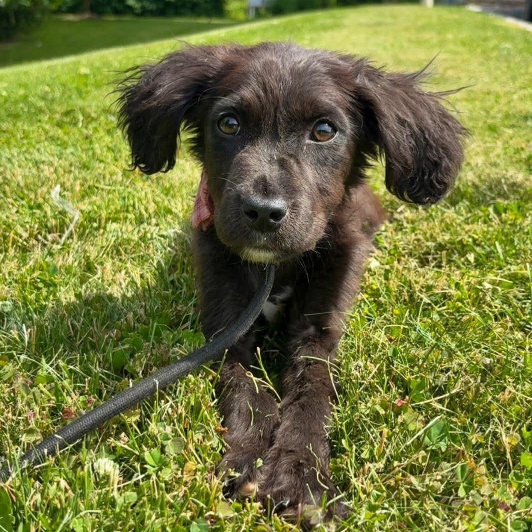 Shadow, a ADOPTABLE mixed breed in Bethlehem, PA image 5/6