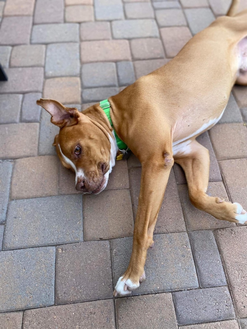Enlarge Jameson, a Adoptable Pit Bull Terrier in Gilbert, AZ image 2/5