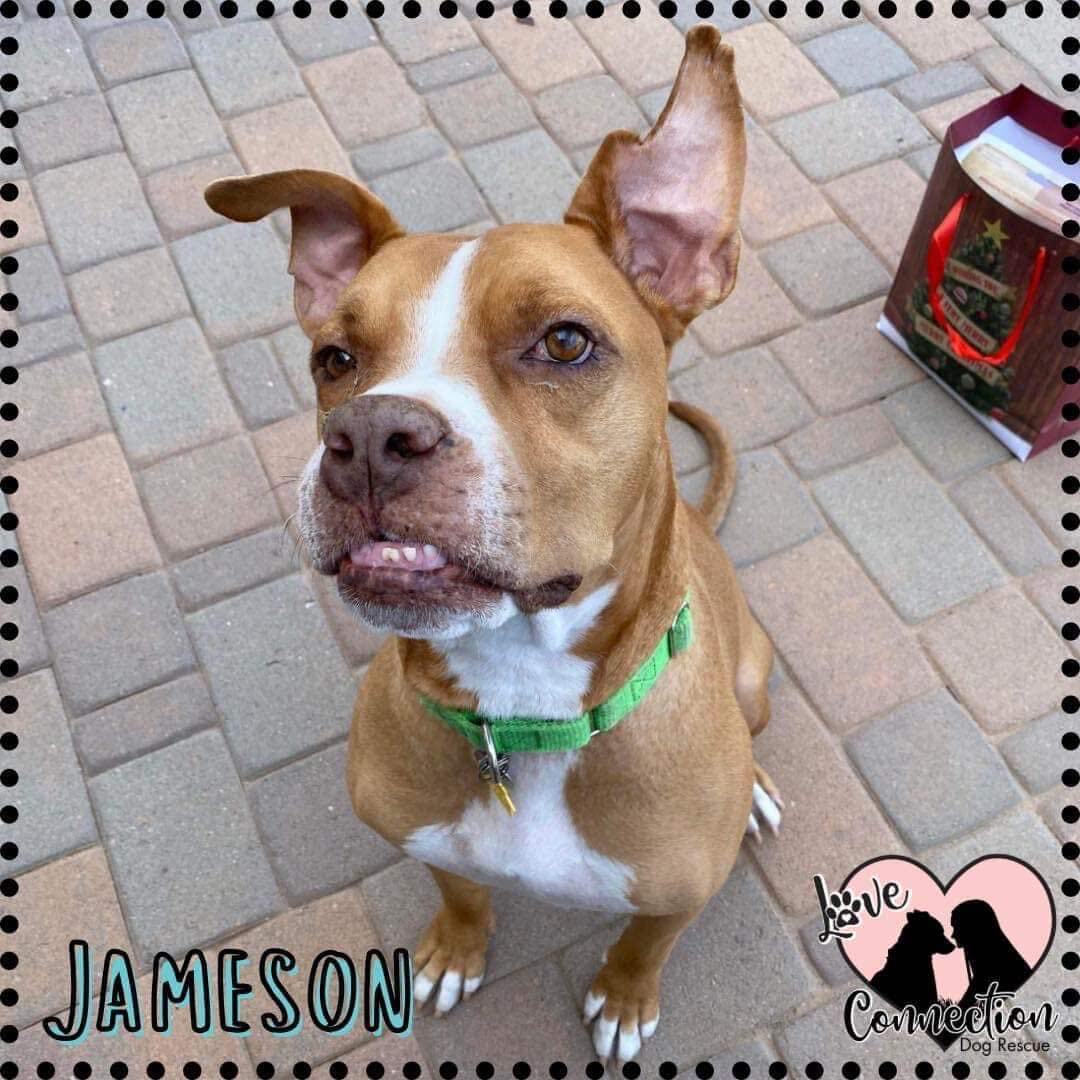 Enlarge Jameson, a Adoptable Pit Bull Terrier in Gilbert, AZ image 1/5