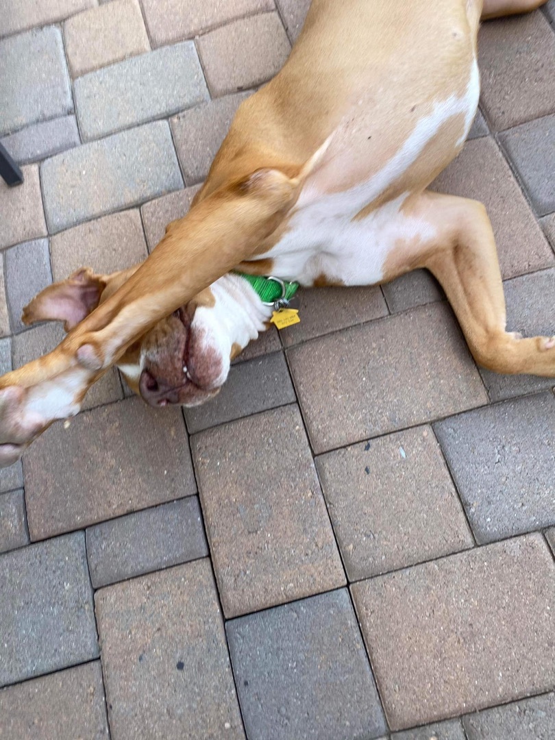 Enlarge Jameson, a Adoptable Pit Bull Terrier in Gilbert, AZ image 3/5