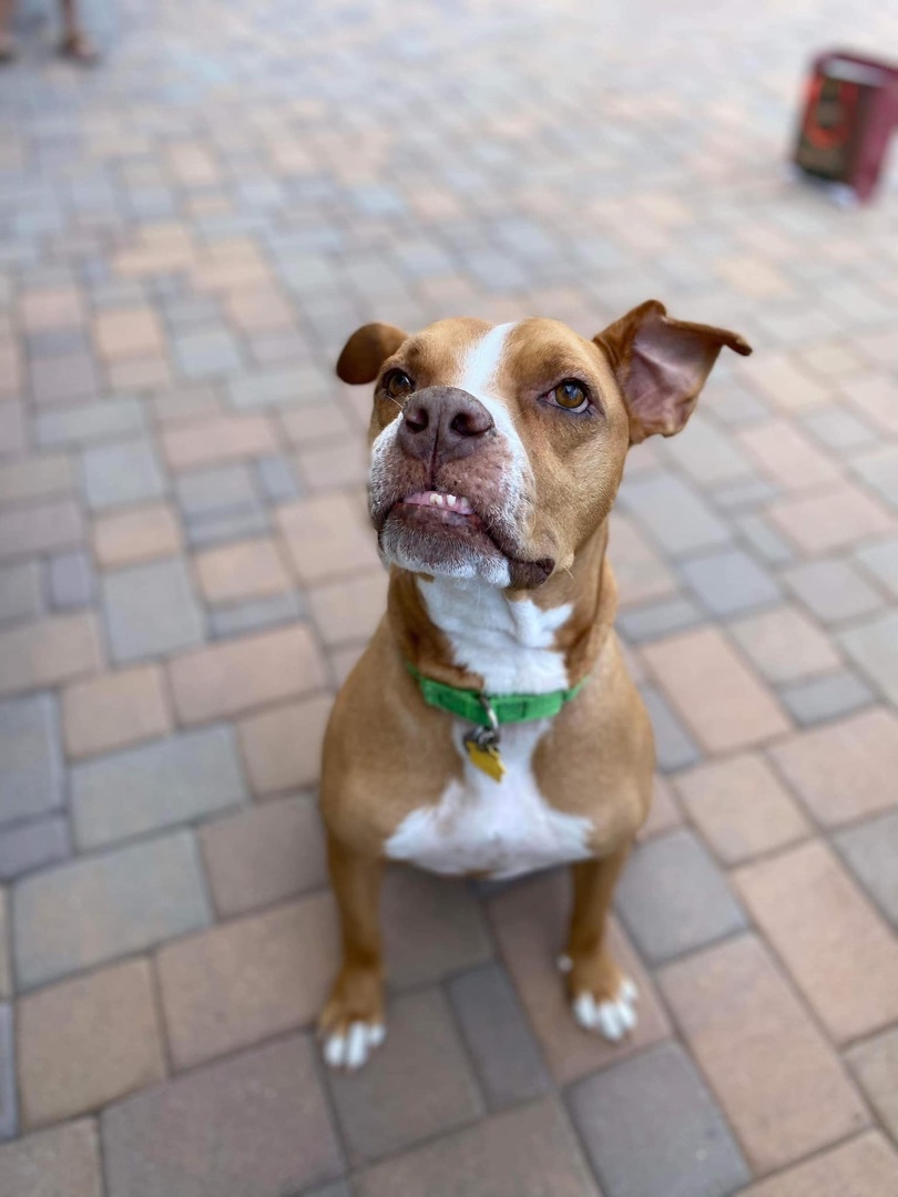 Enlarge Jameson, a Adoptable Pit Bull Terrier in Gilbert, AZ image 4/5