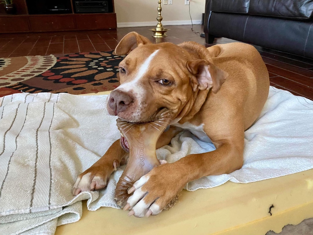 Enlarge Jameson, a Adoptable Pit Bull Terrier in Gilbert, AZ image 5/5