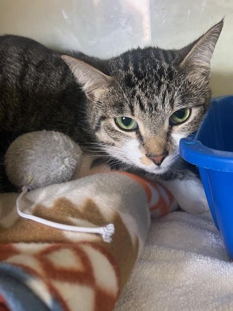 Poppie, ADOPTABLE, Adult Female Extra-Toes Cat / Hemingway Polydactyl & Domestic Short Hair.