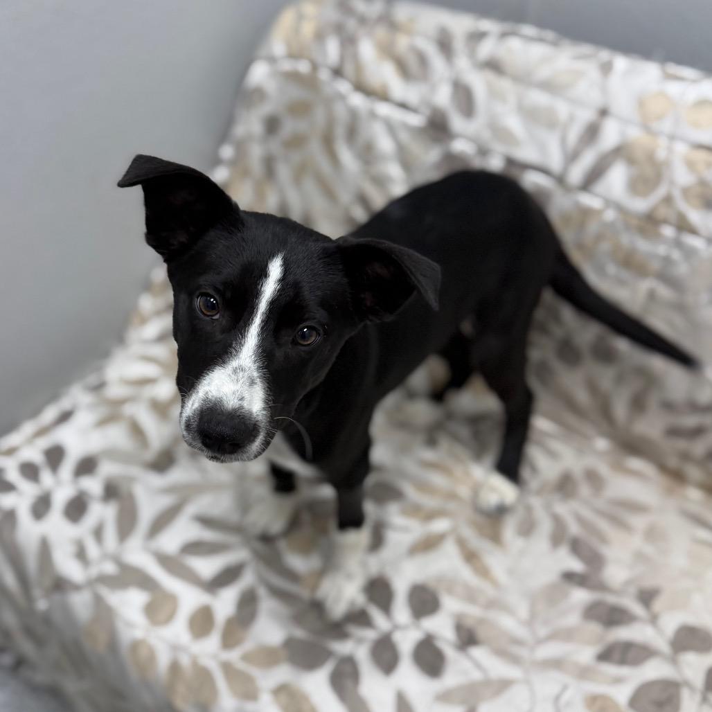 Enlarge Yahtzee, an adopted mixed breed in Monticello, IA image 4/6