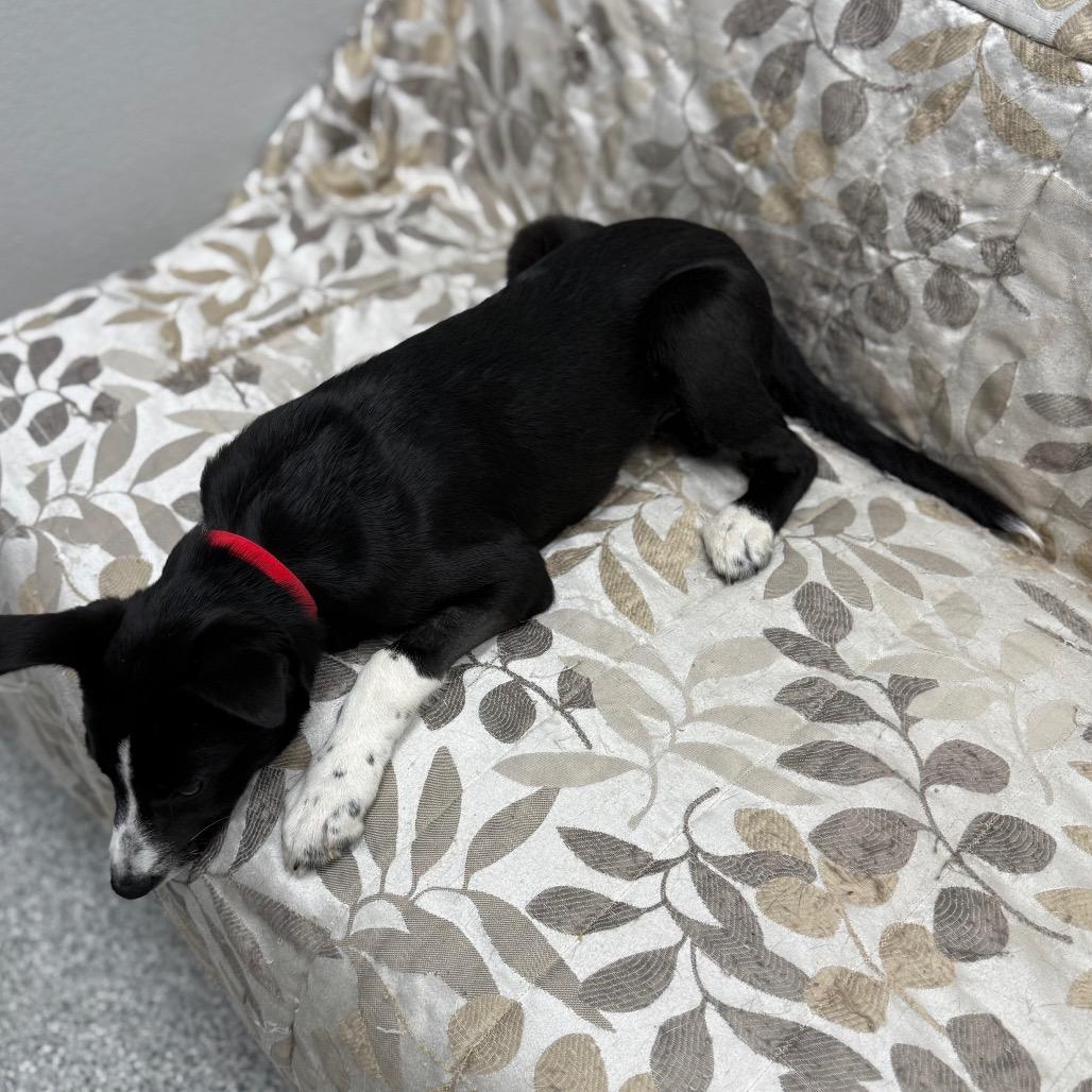 Enlarge Yahtzee, an adopted mixed breed in Monticello, IA image 6/6