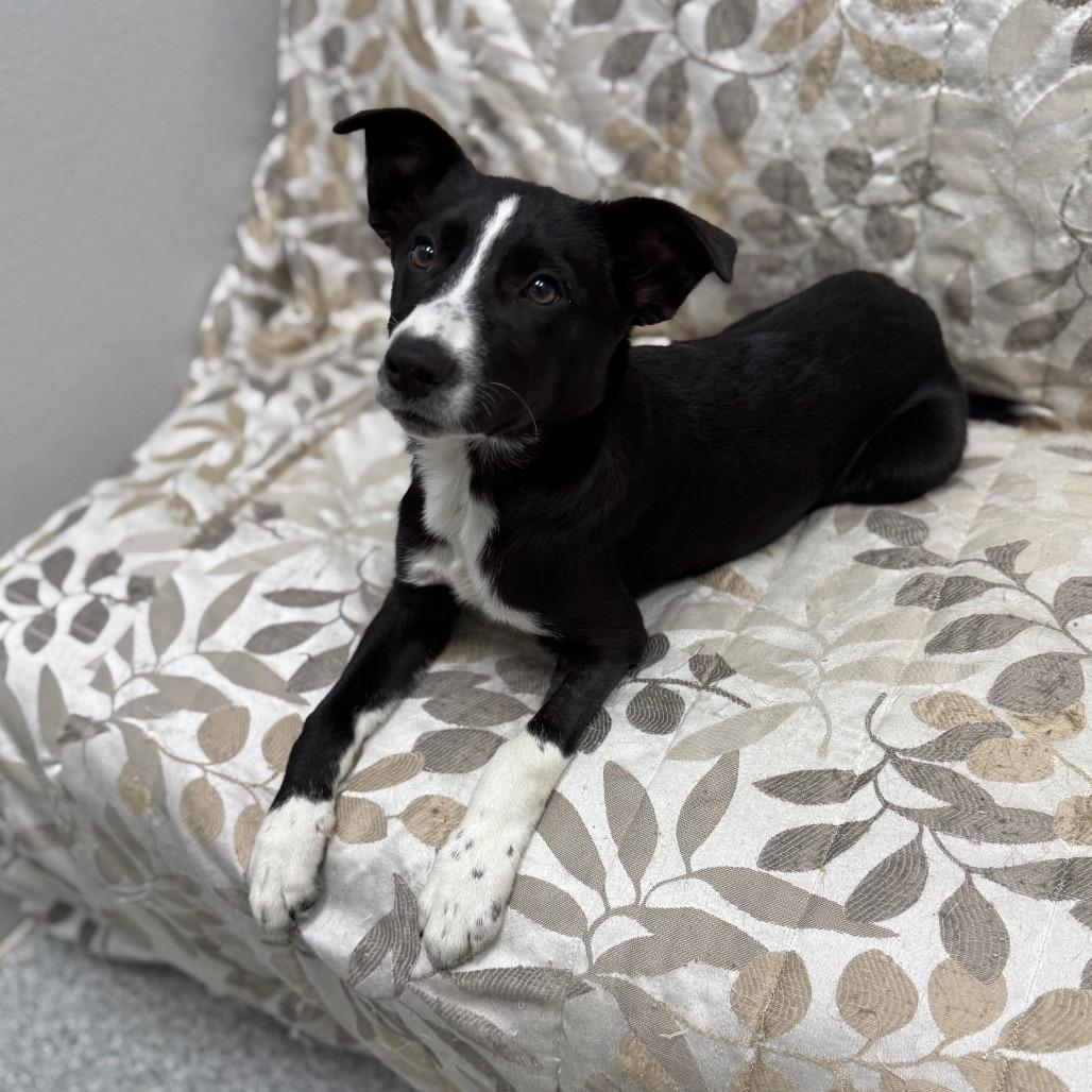 Enlarge Yahtzee, an adopted mixed breed in Monticello, IA image 3/6