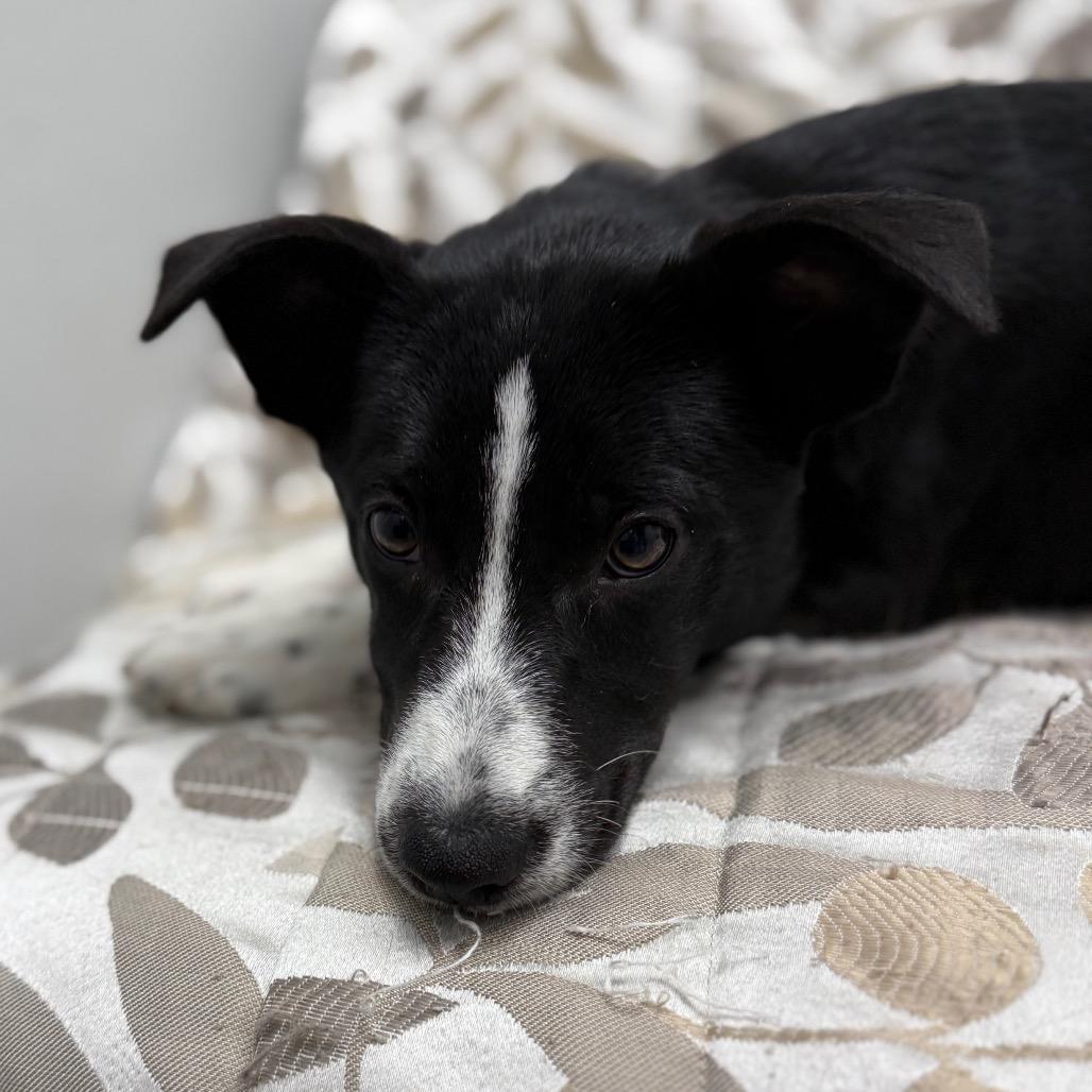 Enlarge Yahtzee, an adopted mixed breed in Monticello, IA image 5/6