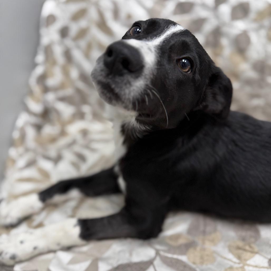 Yahtzee, adopted, Puppy Female Border Collie & Mixed Breed.