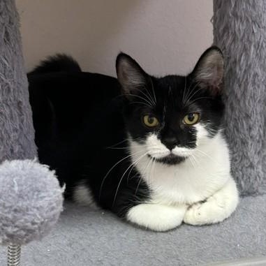 Enlarge Ruby, a Adoptable Domestic Short Hair in Macomb Twp, MI image 1/2