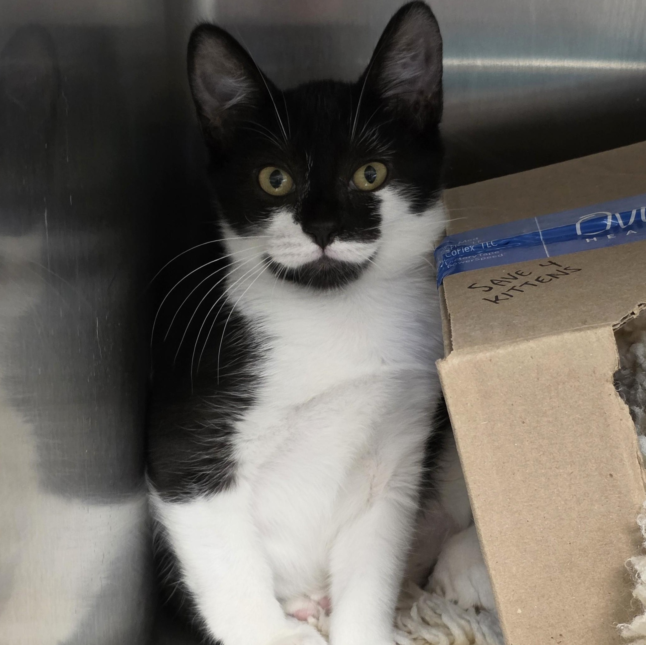 Enlarge Ruby, a Adoptable Domestic Short Hair in Macomb Twp, MI image 1/1