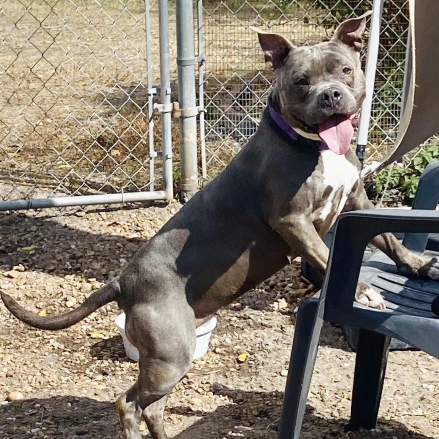 Hippie — thumbnail 2