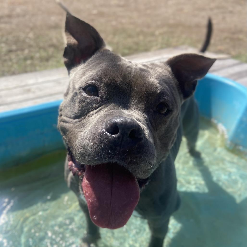 Hippie — thumbnail 3