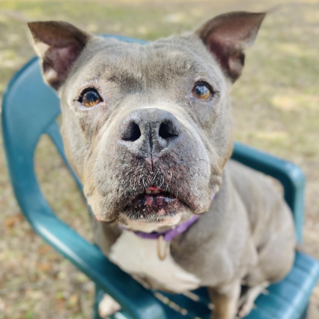 Hippie — thumbnail 4