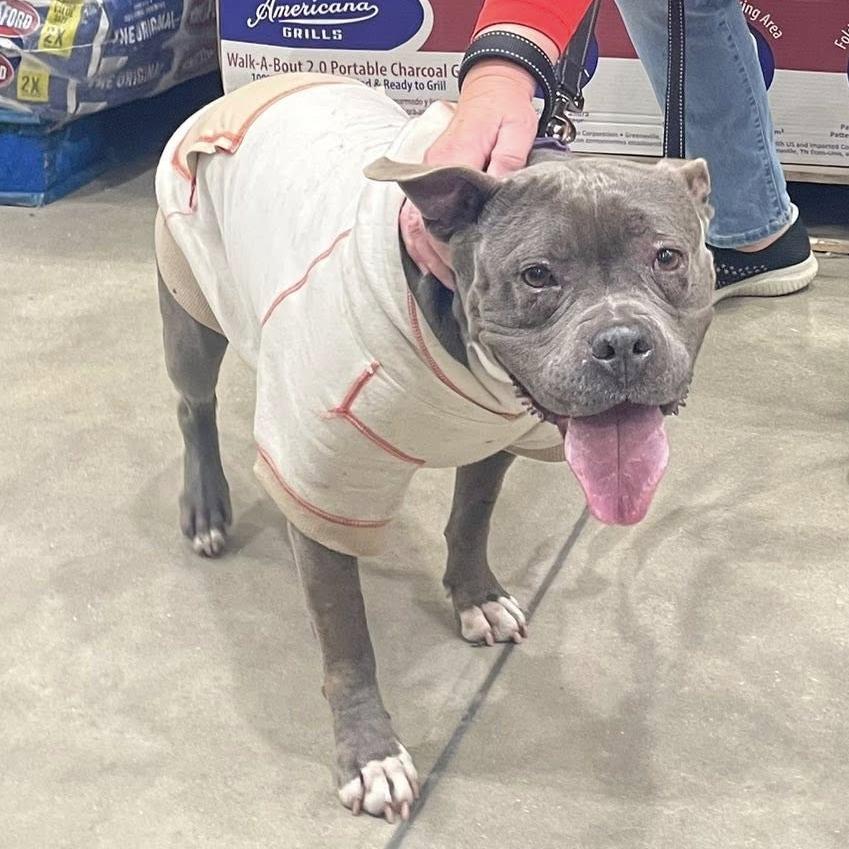 Hippie — thumbnail 6