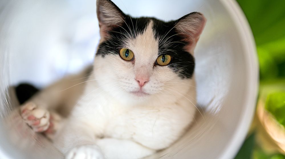 Holly, a Adoptable Domestic Short Hair in St. George, UT image 1/12