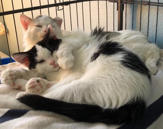 Holly, a Adoptable Domestic Short Hair in St. George, UT image 2/12