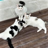 Holly, a Adoptable Domestic Short Hair in St. George, UT image 3/12