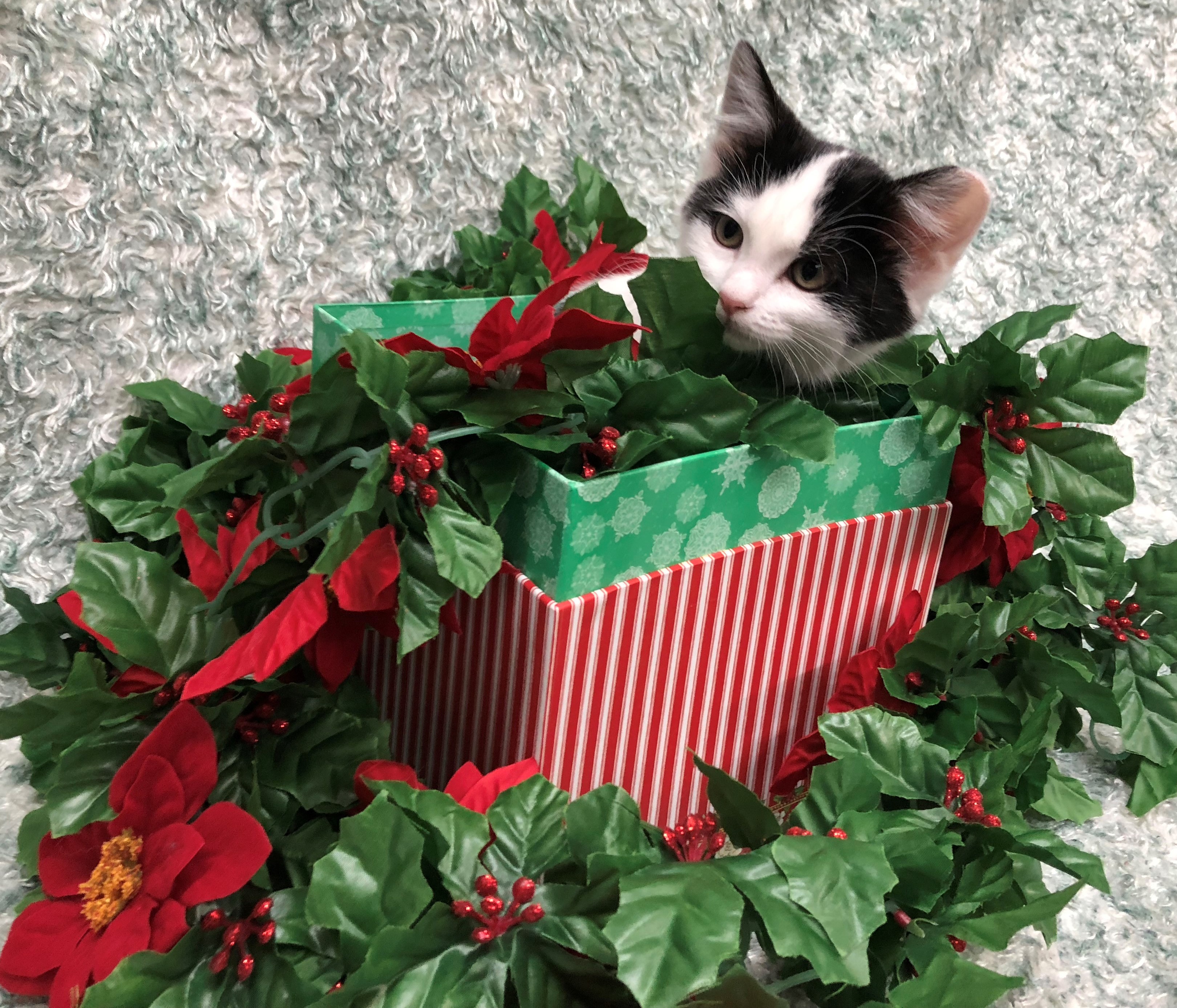 Holly, a Adoptable Domestic Short Hair in St. George, UT image 4/12