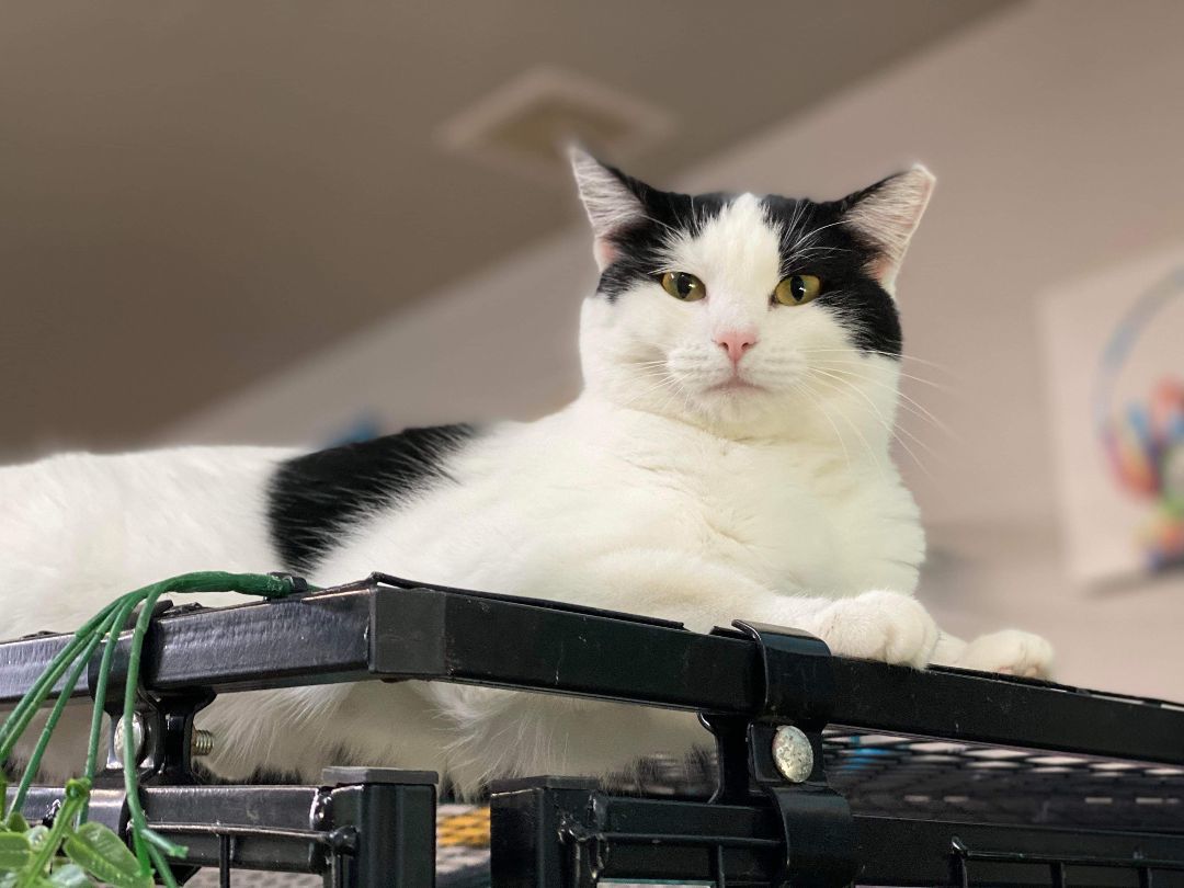 Holly, a Adoptable Domestic Short Hair in St. George, UT image 5/12