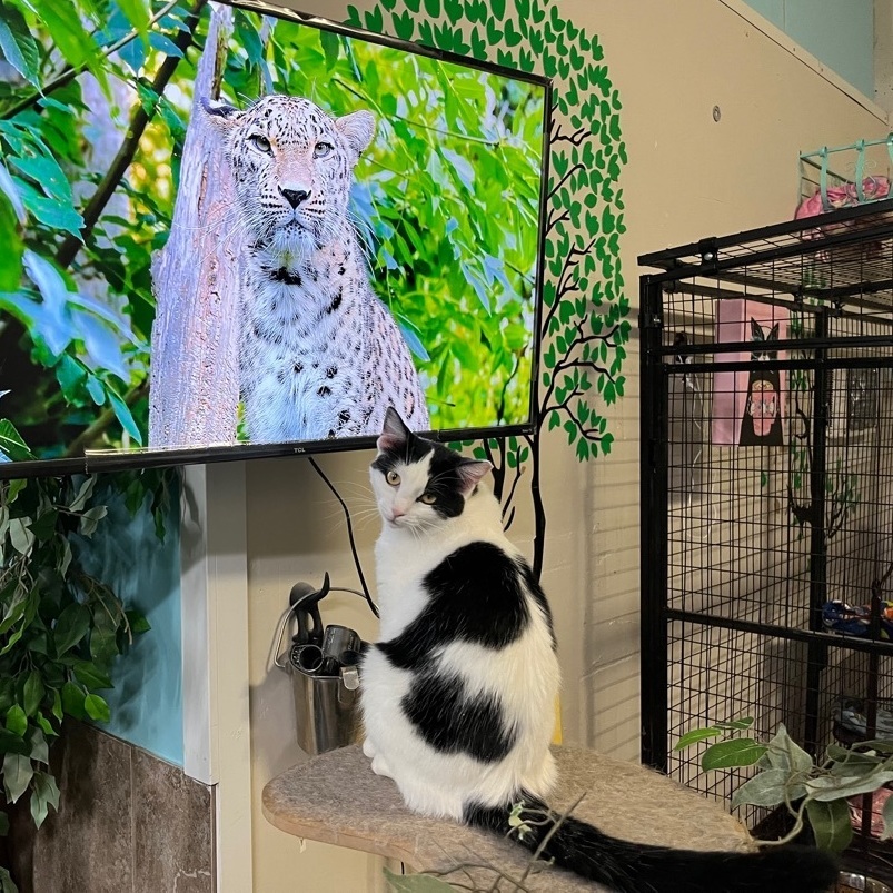 Holly, a Adoptable Domestic Short Hair in St. George, UT image 6/12