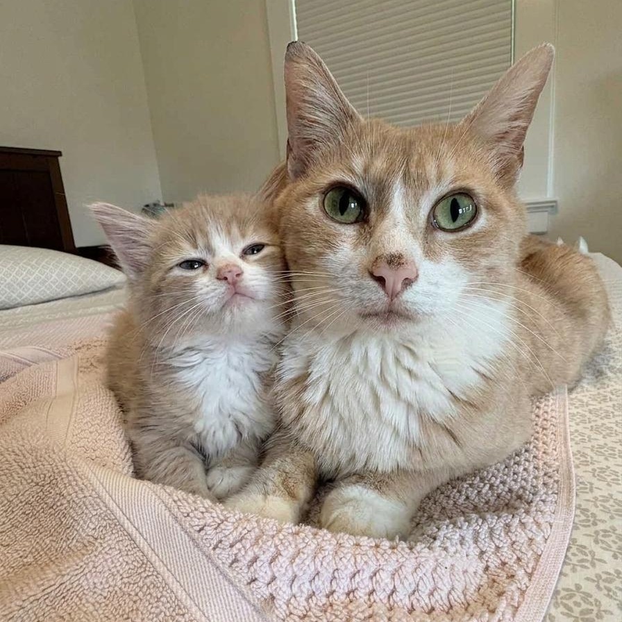 Bo & Louisiana, adoptable, Kitten Female Domestic Medium Hair.