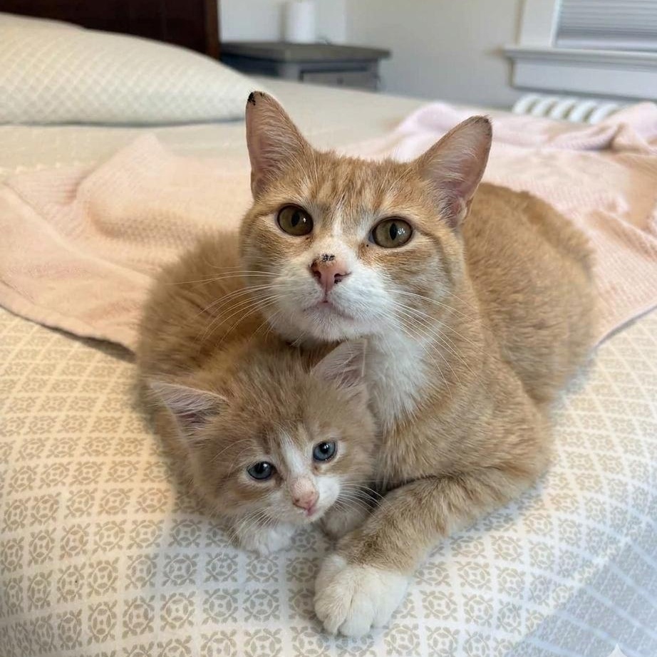Enlarge Bo & Louisiana, an adoptable Domestic Medium Hair in Montclair, NJ image 4/6