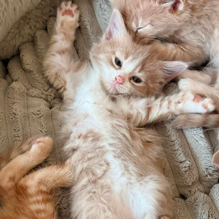 Enlarge Bo & Louisiana, an adoptable Domestic Medium Hair in Montclair, NJ image 2/6