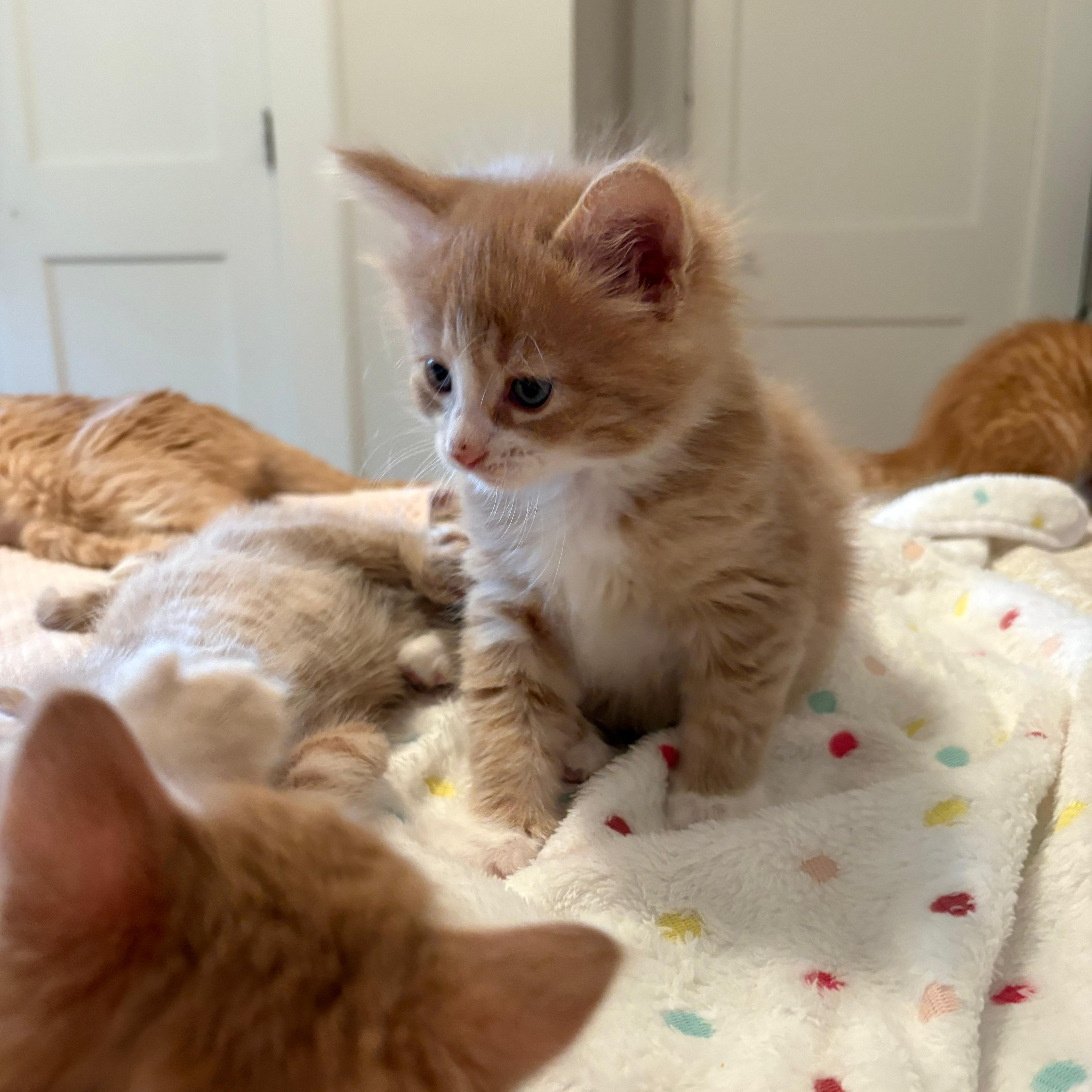 Enlarge Bo & Louisiana, an adoptable Domestic Medium Hair in Montclair, NJ image 6/6